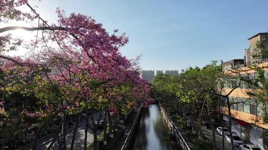 中国广东省广州市荔湾区坦尾美丽异木棉