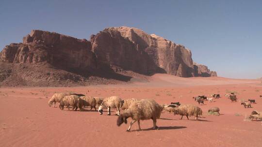 沙漠中觅食的羊群