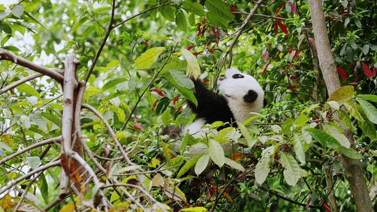 树上玩耍的可爱大熊猫幼崽从树上掉下来