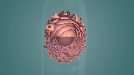 动物细胞 植物细胞 微观医学三维动画展示
