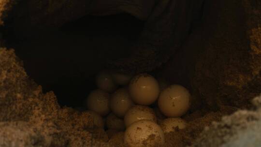 动物繁殖 海龟下蛋特写