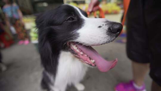 边境牧羊犬