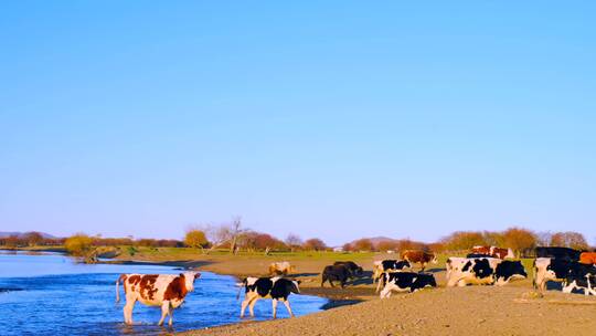 黄昏放牧归来的牛群渡过草原湿地河流