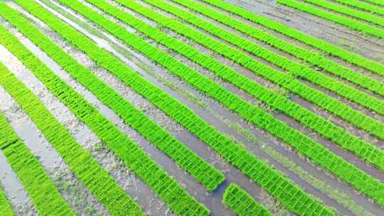 水稻培育秧苗粮食安全绿色稻田生态航拍