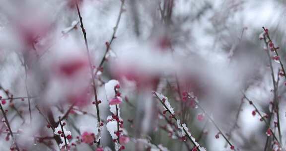 冬季下雪红梅花盛开红梅傲雪