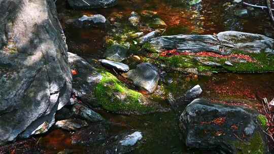 春天阳光下的小溪流石头苔藓与树影视频素材模板下载
