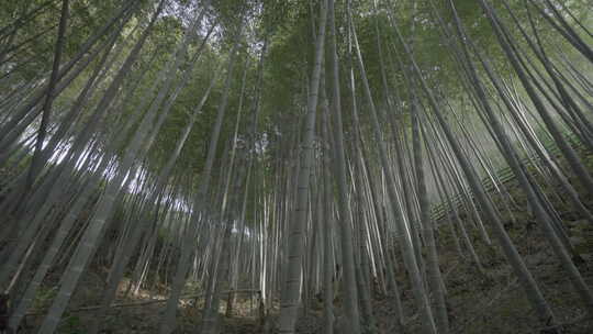 4K毛竹林，毛竹生长视频