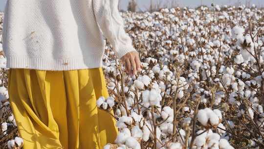 升格棉花地里的少女