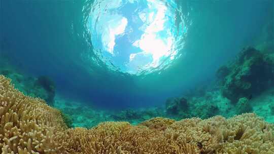 珊瑚礁的水下世界视频素材模板下载