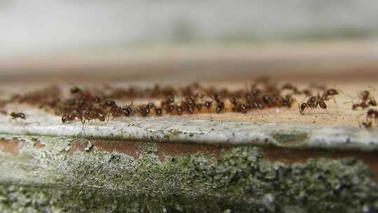 微距拍摄成群的蚂蚁视频素材模板下载