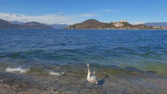 美丽优雅的白天鹅沿着意大利北部马焦雷湖的湖岸散步。安吉拉·卡斯