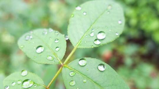 雨天叶子上的露水微距水滴4k超清