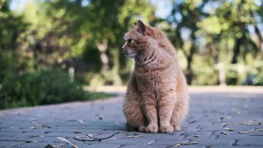 流浪姜黄猫坐在公园小径上