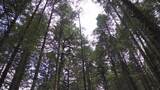 原始森林高清在线视频素材下载