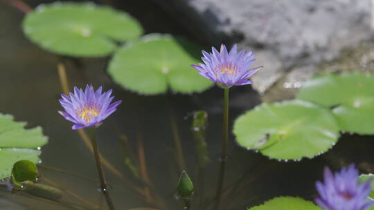 晴天绿色紫色池塘睡莲植物