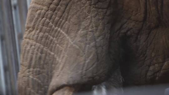【镜头合集】关在笼子大象眼睛耳朵象牙