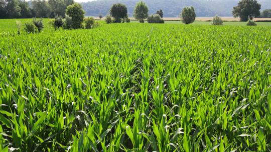 农业镜头绿色的玉米地镜头推进