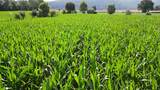 农业镜头绿色的玉米地镜头推进高清在线视频素材下载