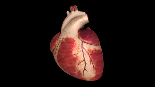 真正的心脏和X射线心脏视频素材模板下载