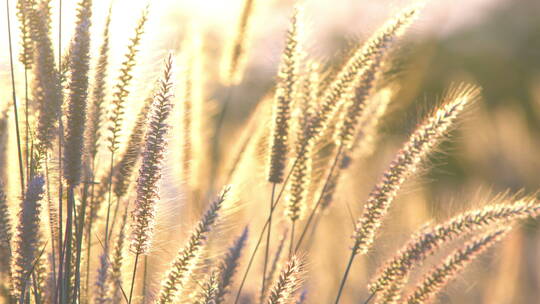 随风飘扬狗尾巴草逆光