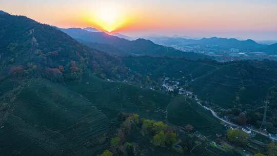 东穆坞村 留下街道 茶山 茶叶 茶山