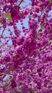 春天紫荆花盛开开花