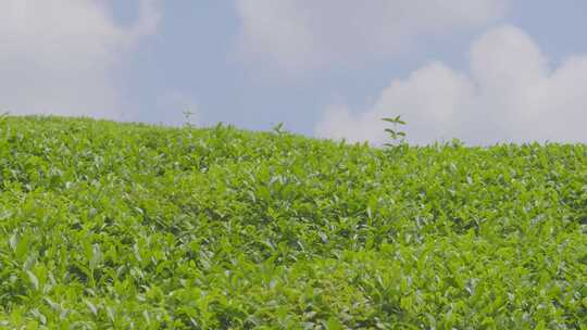 多镜头茶园航拍地拍收茶大景茶叶种植