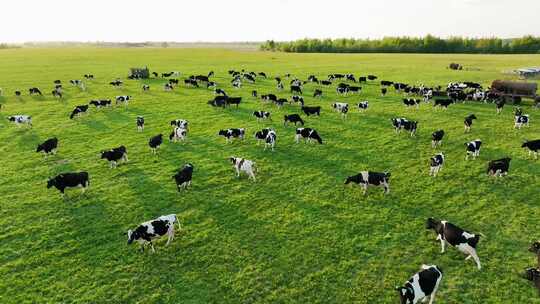 航拍草原上散养的牛群