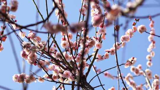 春天阳光下盛开绽放的梅花花簇花朵