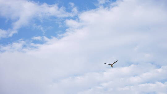 蓝天大海海鸥飞翔