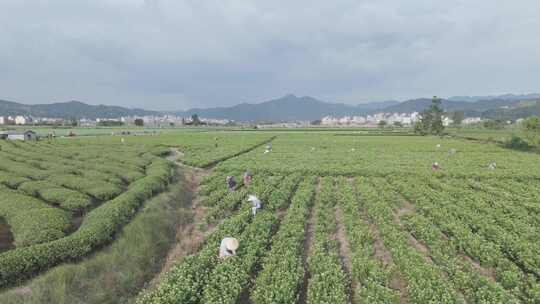 茉莉花田航拍(DJI AIR3 DLOG)