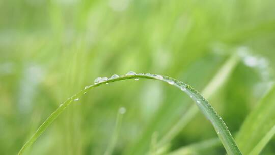 4k早晨雨后阳光下小草上的露水