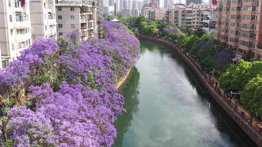 【精品】后拉航拍昆明蓝花楹江边滨江美景