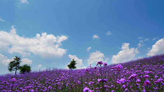 蓝天白云下漂亮的紫色马鞭草花海