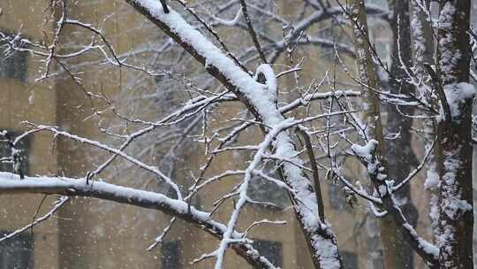 雪景飘雪鹅毛大雪