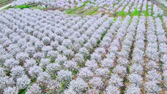 航拍大片樱花园樱花树盛开