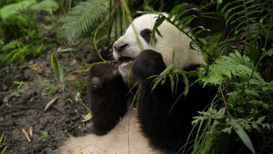 野外大熊猫吃竹子