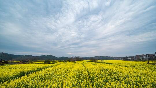 湖南衡阳油菜花延时摄影视频素材模板下载