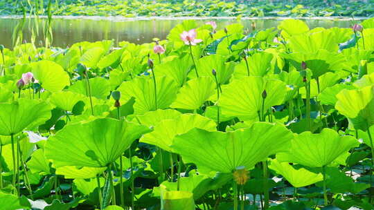 夏天阳光树叶立夏夏至小暑大暑夏日小清新