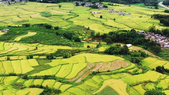 高山峡谷地区金色稻田