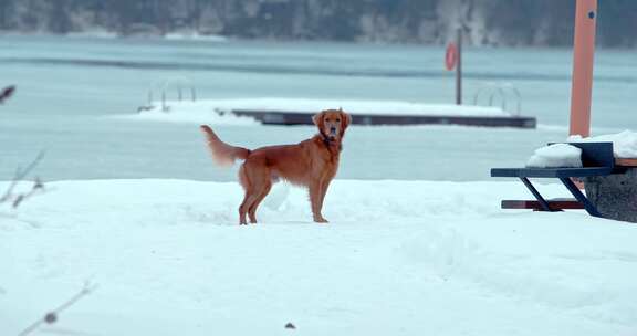 狗，金毛猎犬，玩耍，雪