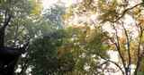 江南园林拙政园亭台楼阁 阳光穿透树叶高清在线视频素材下载