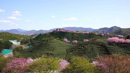 樱花树 茶园樱花美景 浪漫樱花茶园