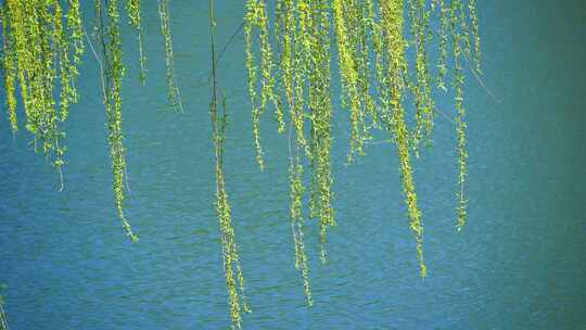 春天绿色垂柳枝头与湖面背景特写