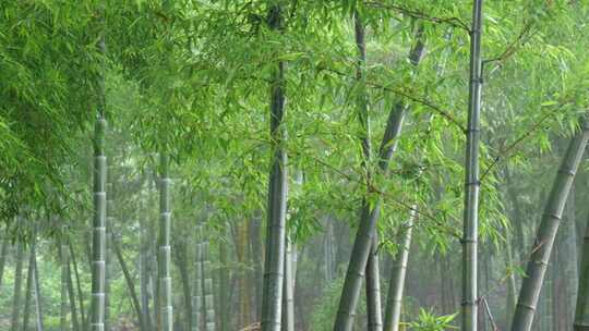 下雨天茂密的竹林枝叶繁茂生机勃勃的景象