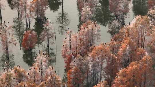 航拍南京六合池杉湖秋景