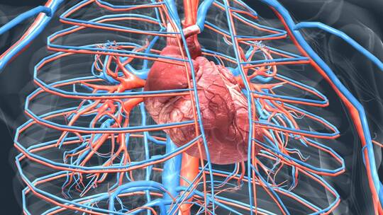医学 3D 人体 心脏 心跳 三维 动画