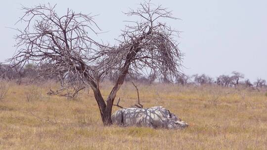 一只非洲白犀牛坐在纳米比亚埃托沙国家公园炎热的树下