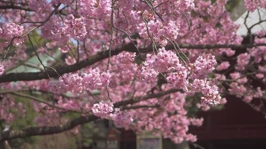 春天盛开粉色樱花游客打卡视频素材模板下载