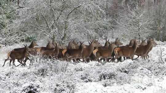 雪地里觅食的野生梅花鹿